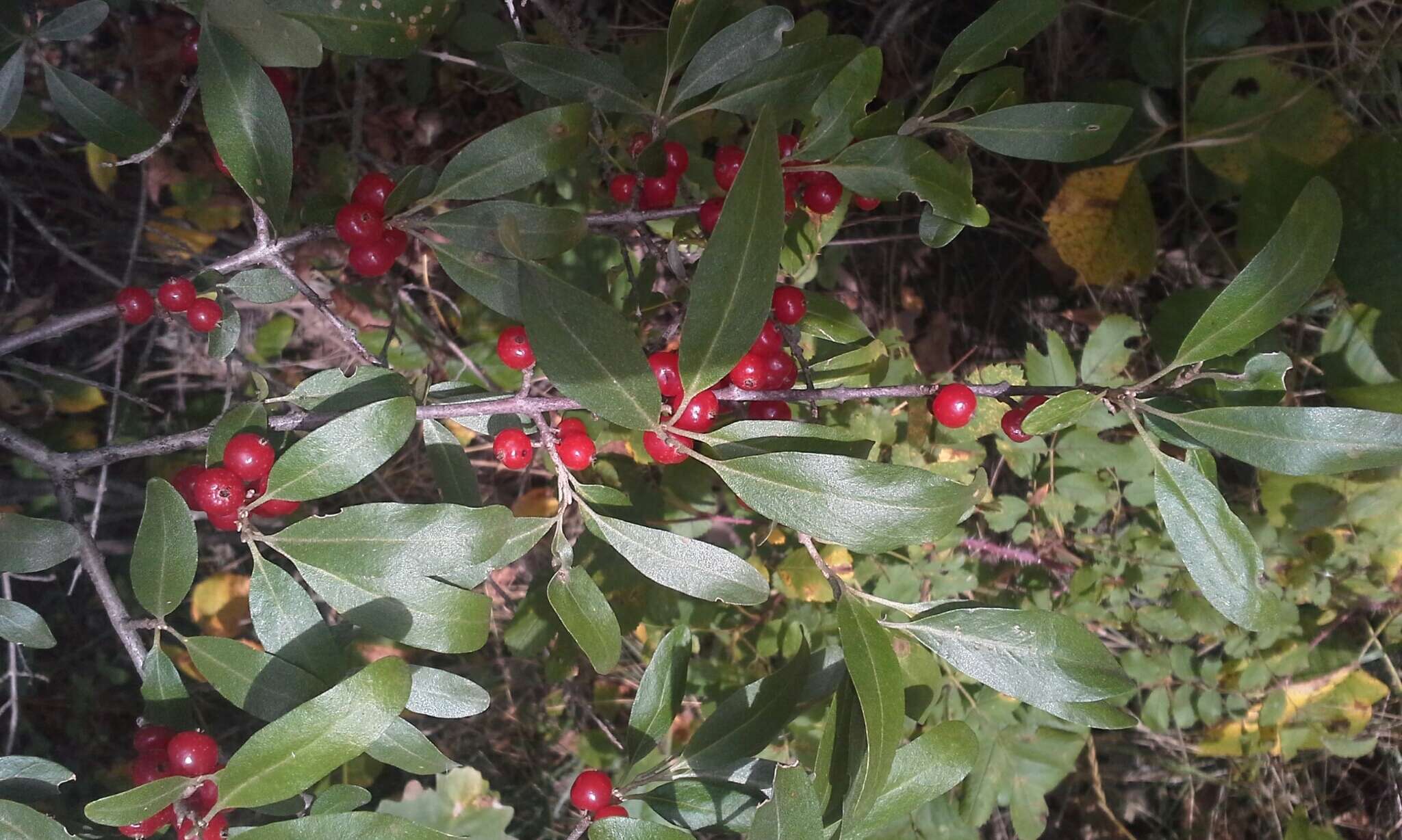 Image of silver buffaloberry