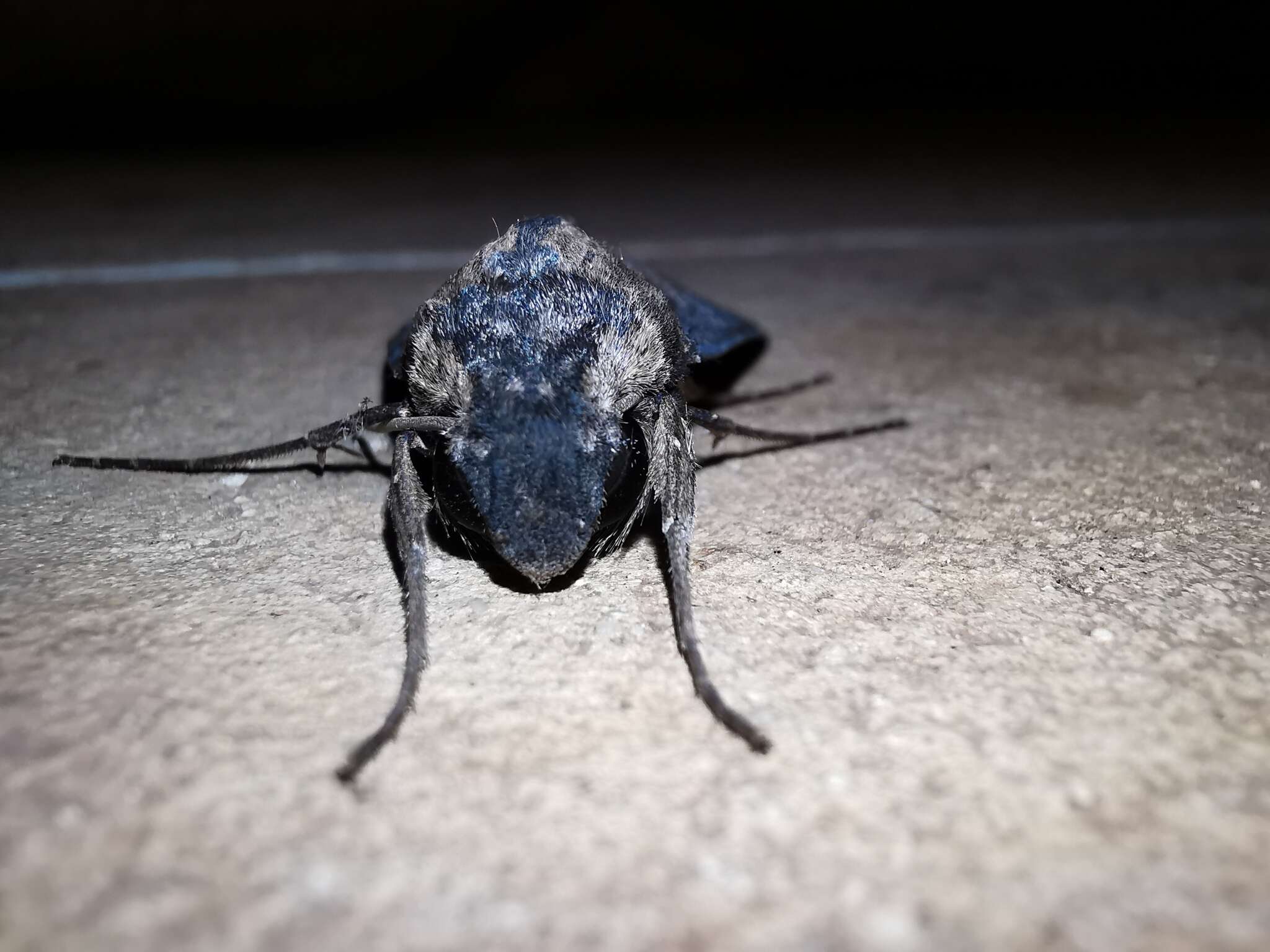 Image of Cramer's Sphinx Moth