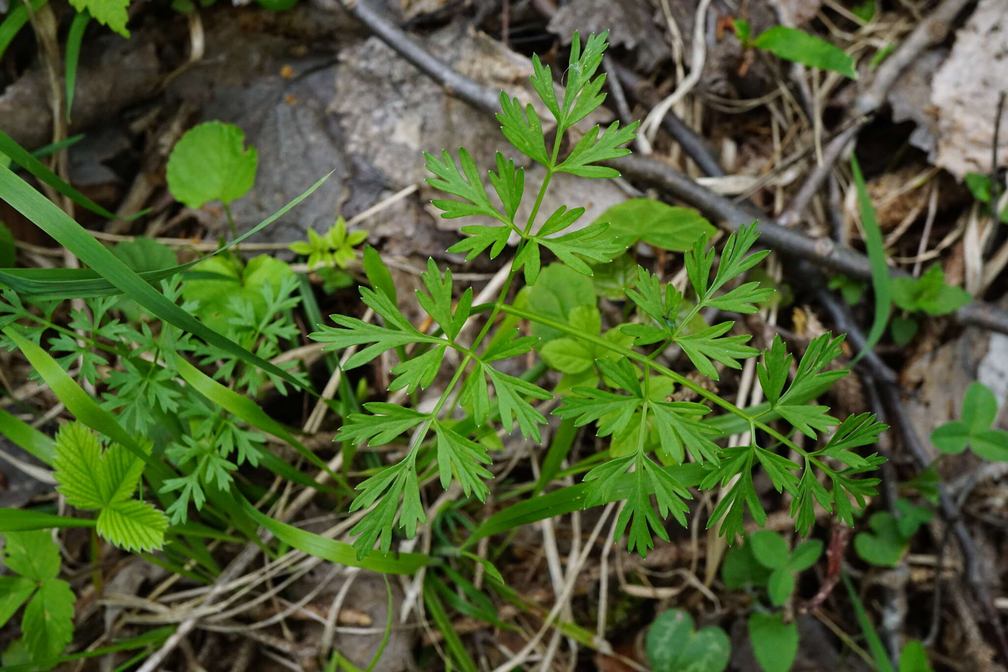 صورة Pteroselinum austriacum (Jacq.) Rchb.