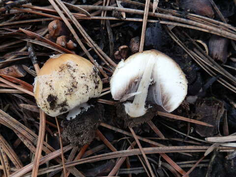 Image of Coprinellus bipellis (Romagn.) P. Roux, Guy García & Borgarino 2006