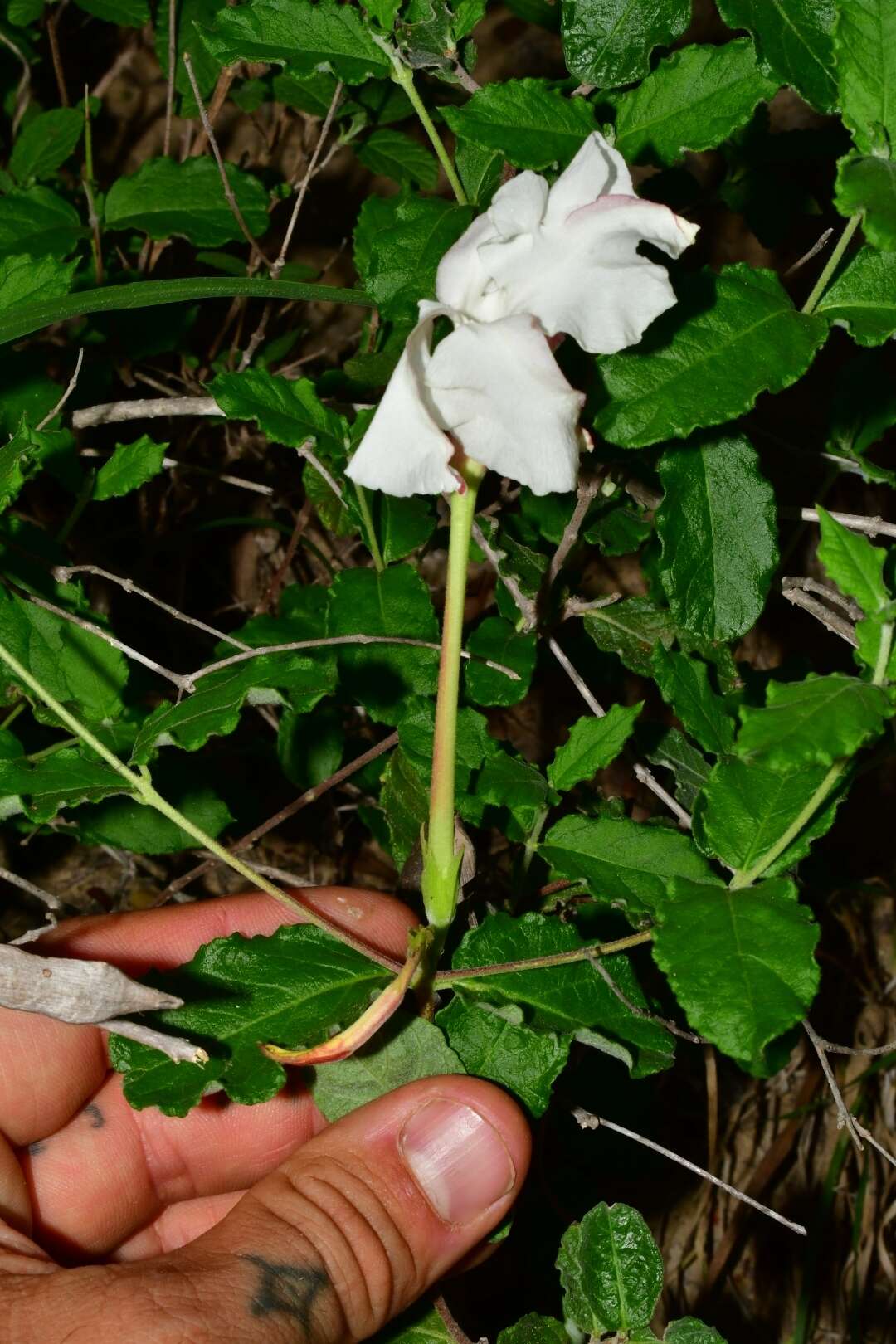 Image of plateau rocktrumpet