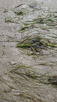 Image of Dwarf-Eel-Grass