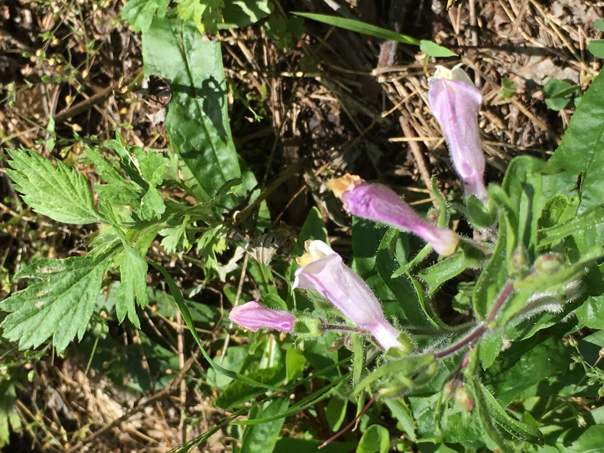 Image de Penstemon hirsutus (L.) Willd.