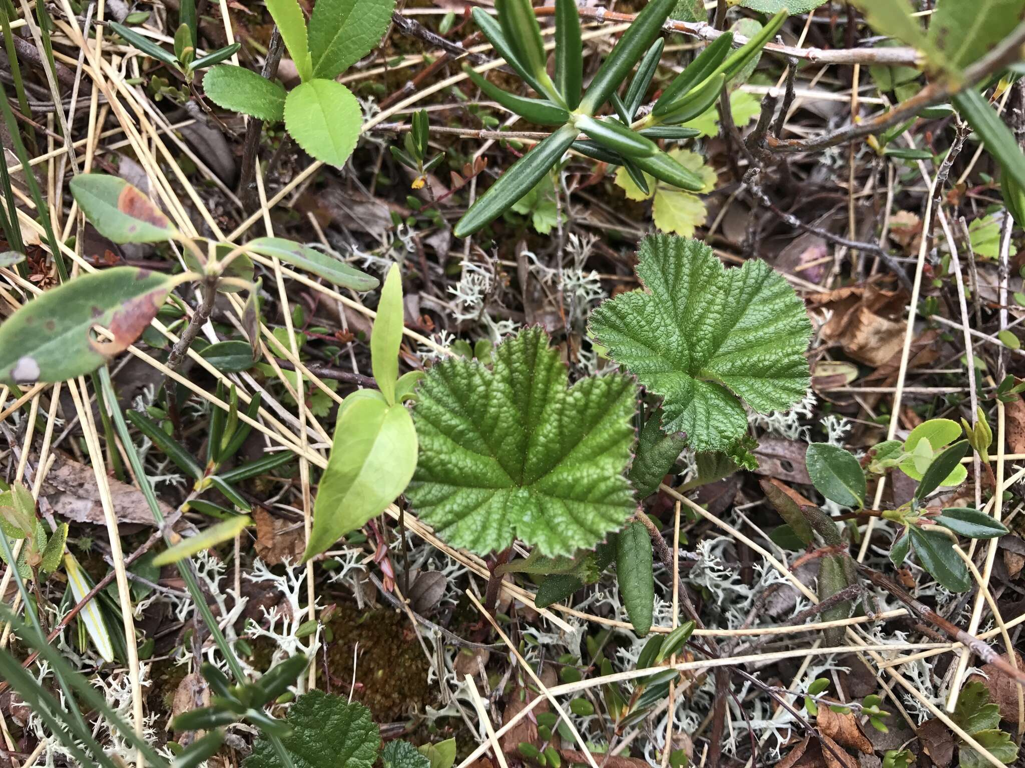 Rubus chamaemorus L. resmi