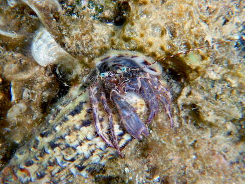 Image of rocky-shore hermit crab