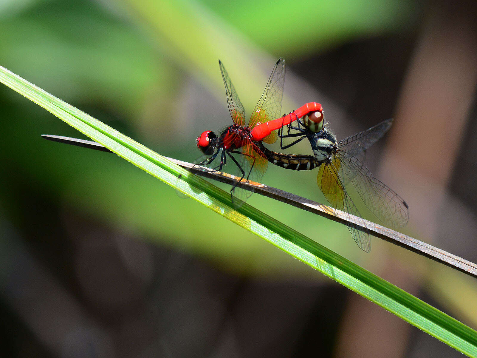 Image de Nannophya pygmaea Rambur 1842