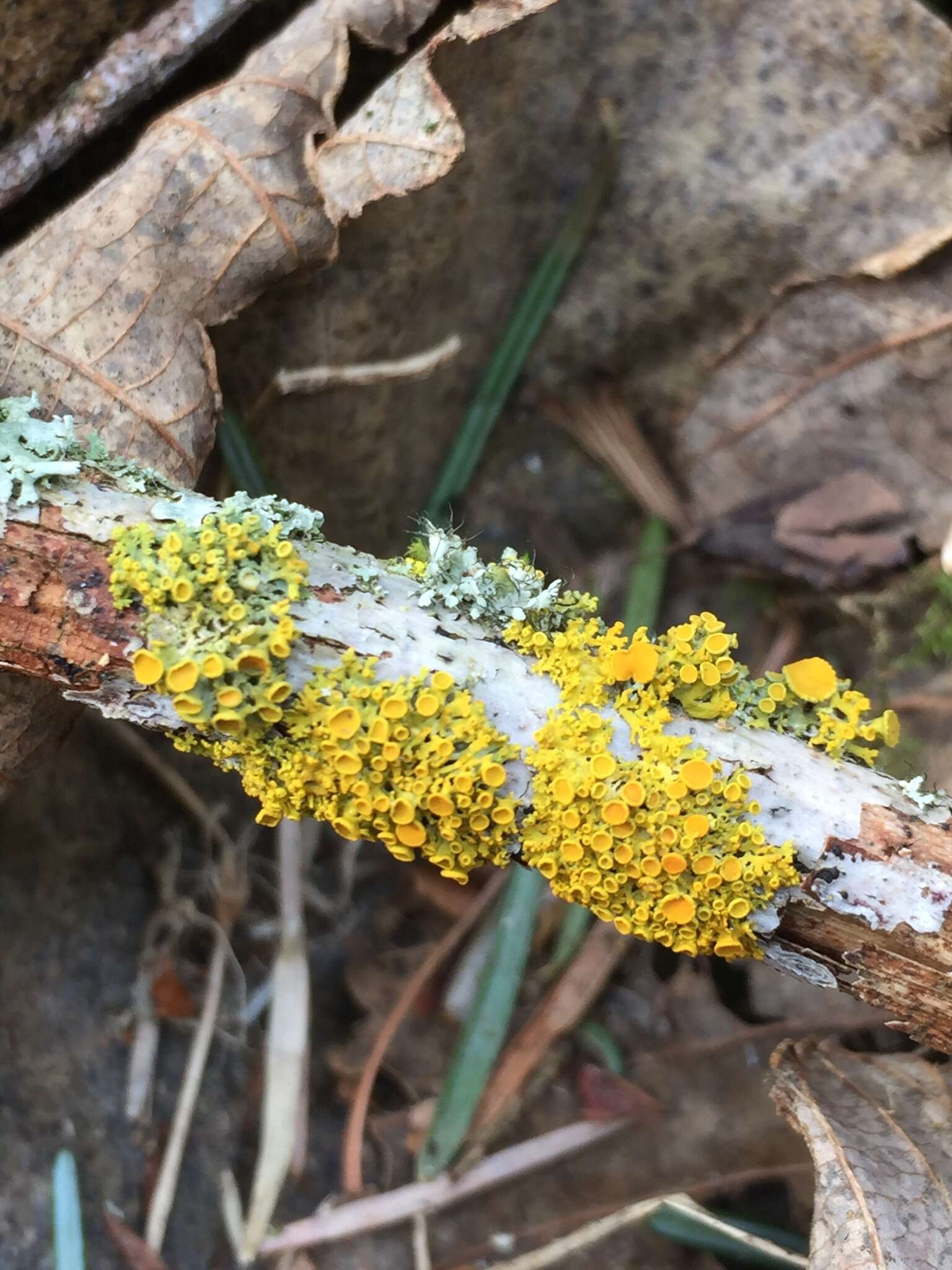 Imagem de Xanthoria polycarpa (Hoffm.) Th. Fr. ex Rieber