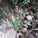 Imagem de Agastache pallidiflora var. gilensis R. W. Sanders