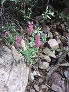 Imagem de Agastache pallidiflora var. gilensis R. W. Sanders