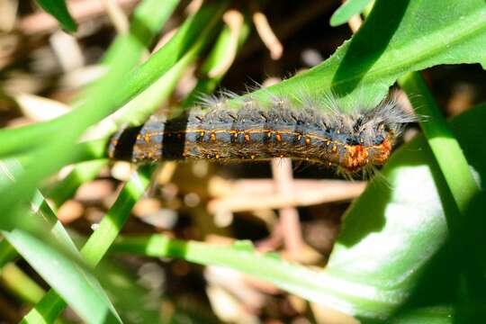 Bombycopsis capicola Aurivillius 1921的圖片