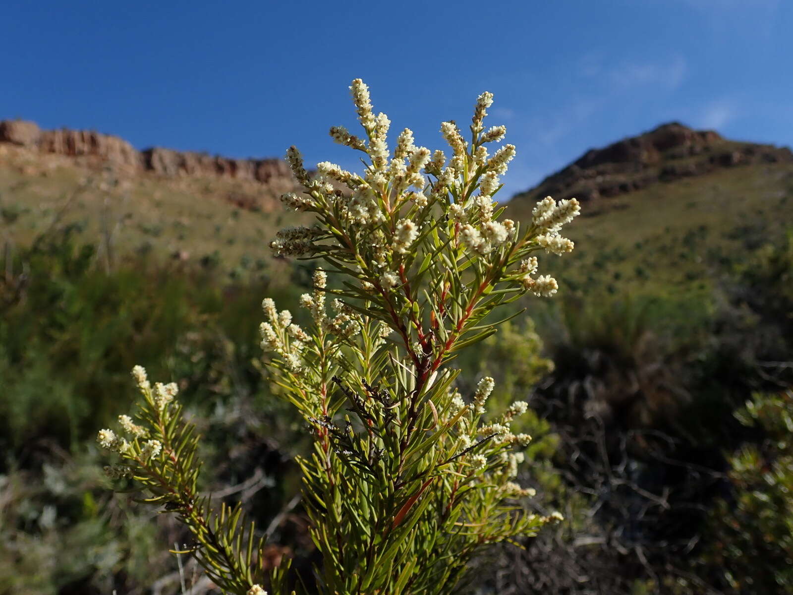 Brunia africana (Burm. fil.) Class.-Bockh. & E. G. H. Oliv. resmi