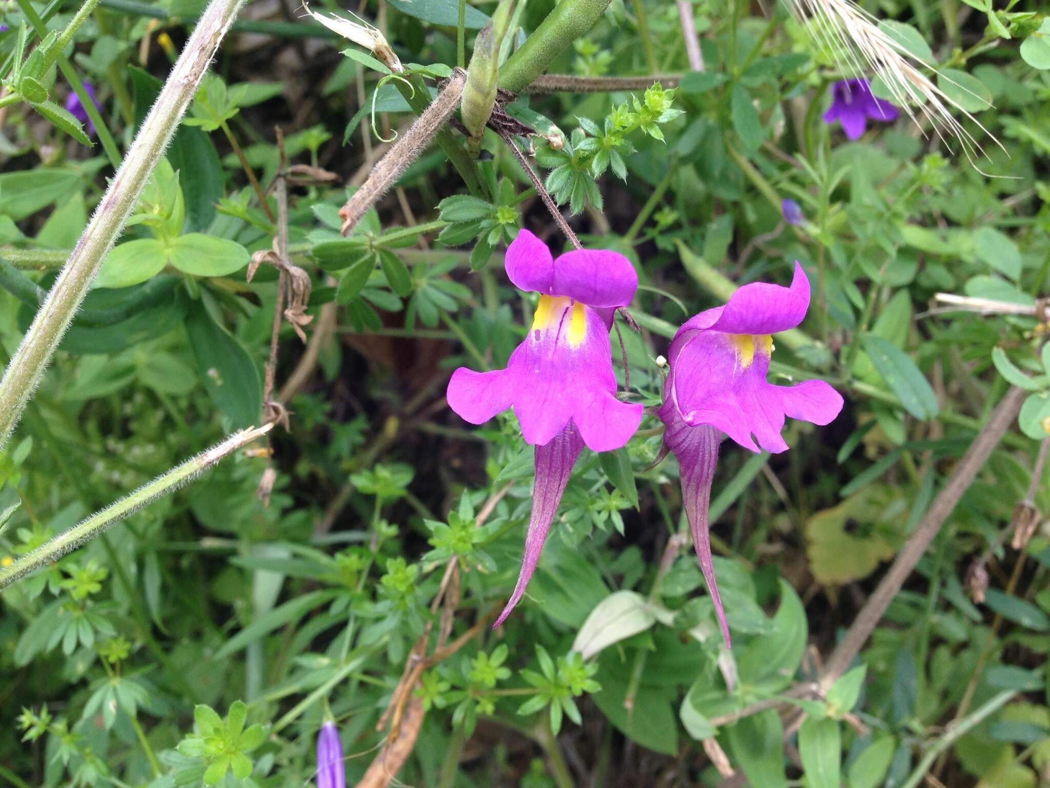 صورة Linaria triornithophora (L.) Willd.