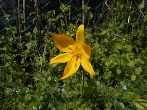 Image of Tulipa sylvestris subsp. sylvestris