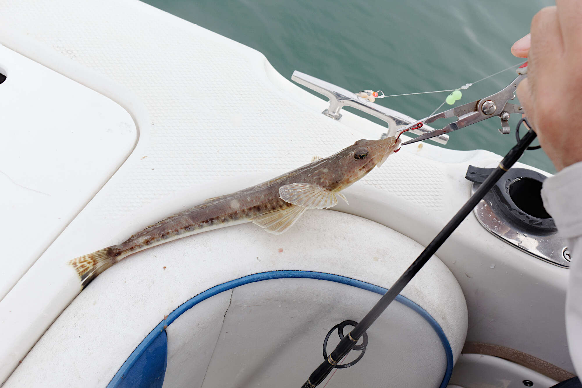 Image of Bass flathead