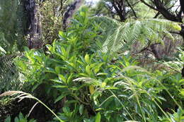 Image of Melicytus ramiflorus subsp. ramiflorus