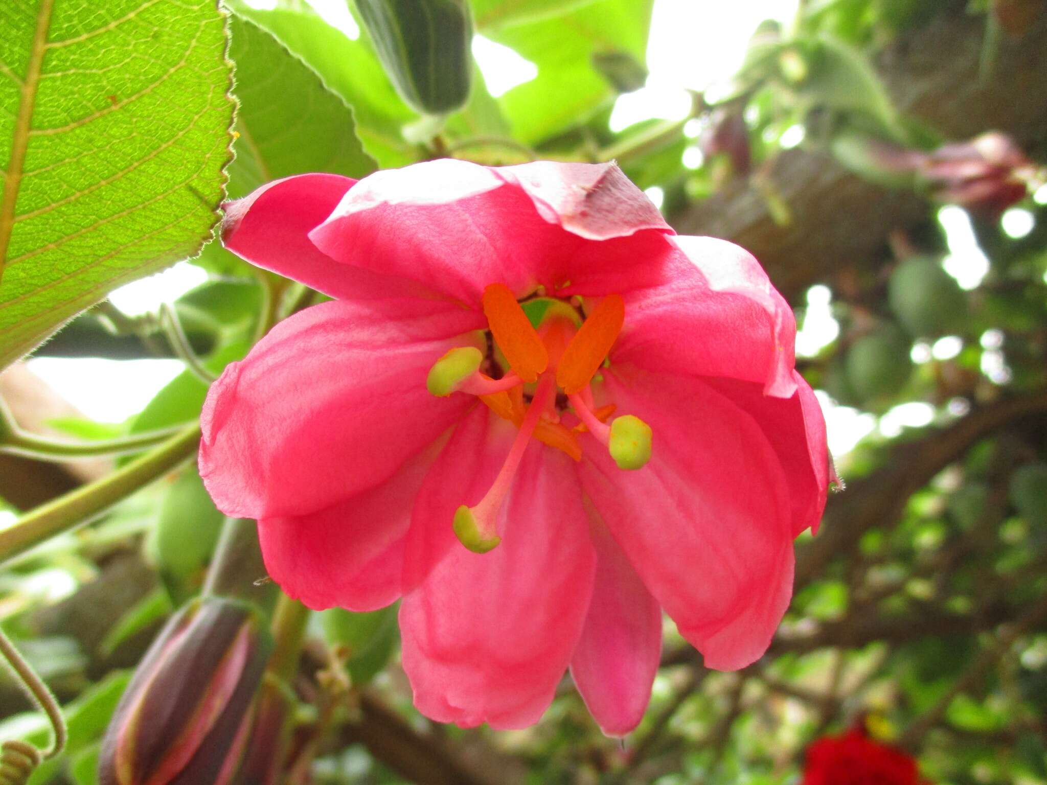 Imagem de Passiflora tripartita (A. Juss.) Poiret