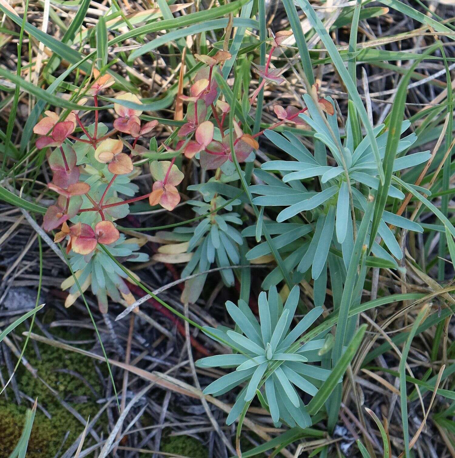 Sivun Euphorbia saxatilis Jacq. kuva