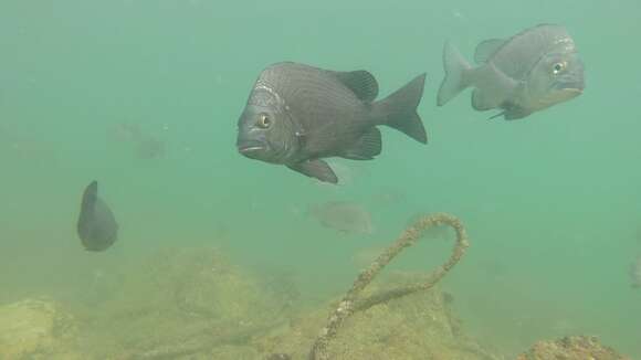 Image of Black Bream