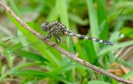 Слика од Orthetrum brachiale (Palisot de Beauvois 1817)