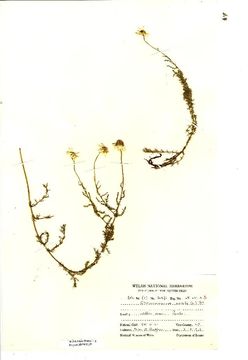 Image of Roman Chamomile