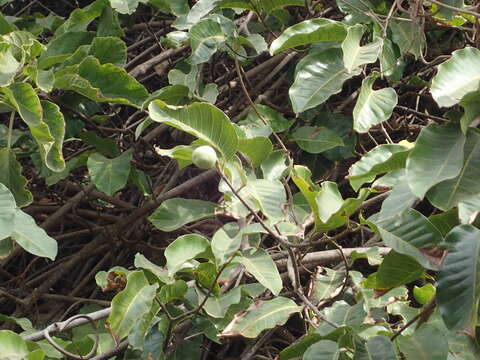 Image de Saba senegalensis (A. DC.) Pichon