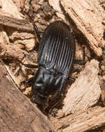 Image de Dicaelus (Paradicaelus) elongatus Bonelli 1813