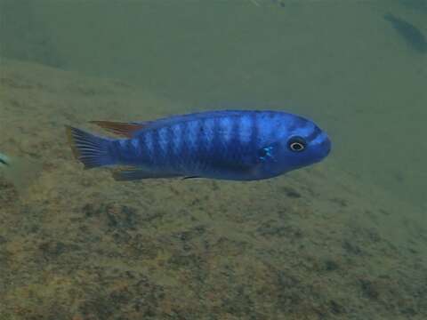 Image of Mbuna Fish