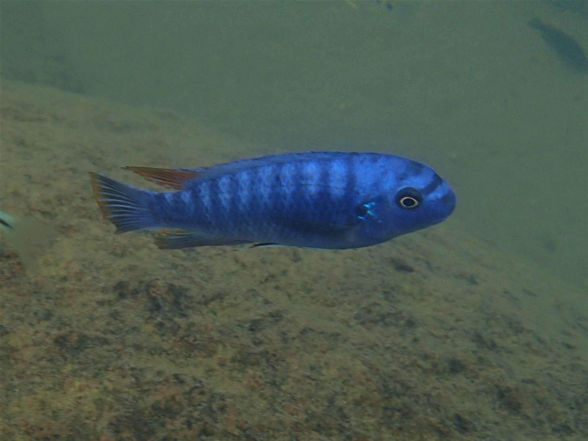 Image de Labeotropheus