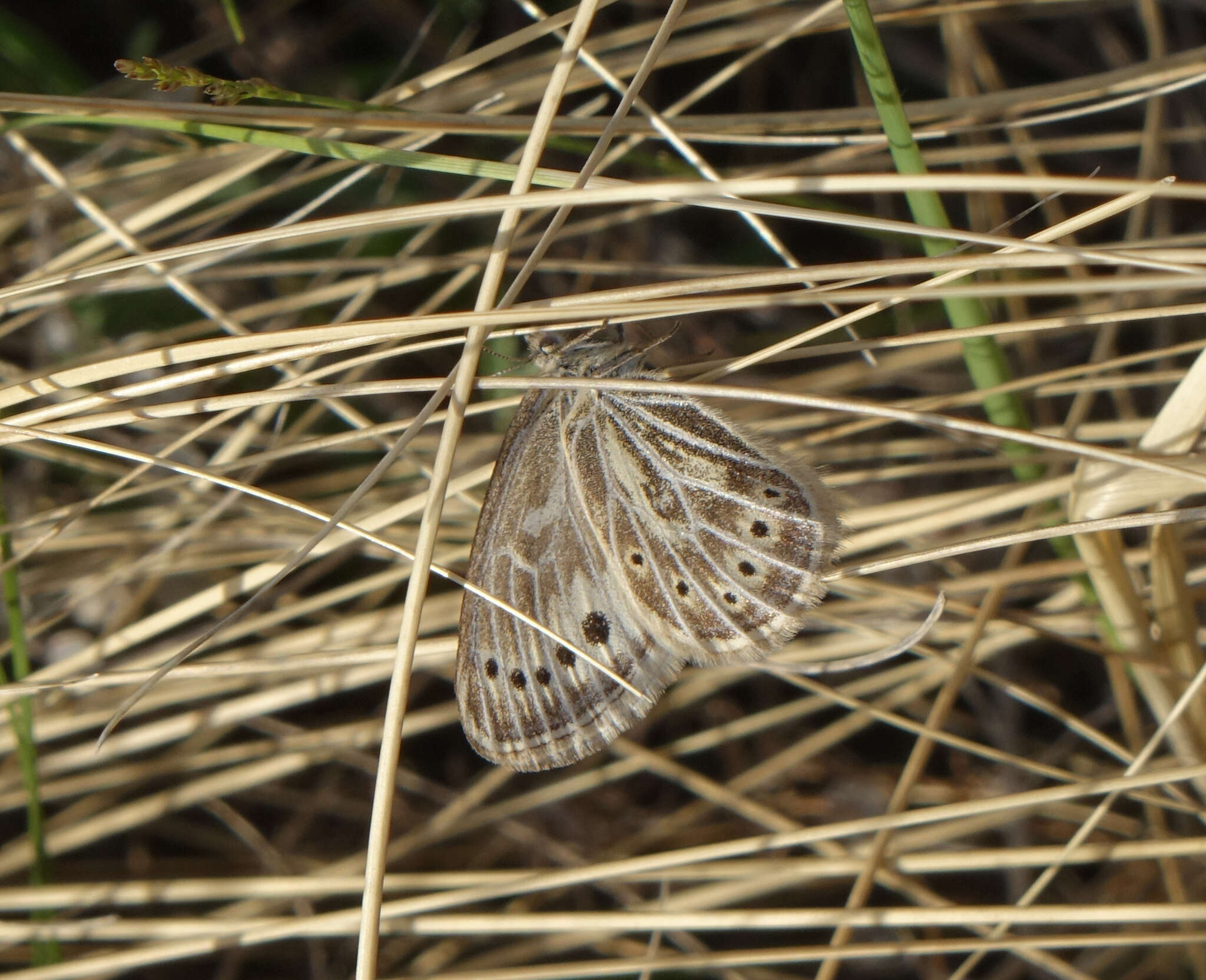 Image of Triphysa nervosa