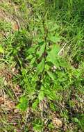 Image of Solidago pacifica Juz.