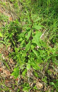 Image of Solidago pacifica Juz.