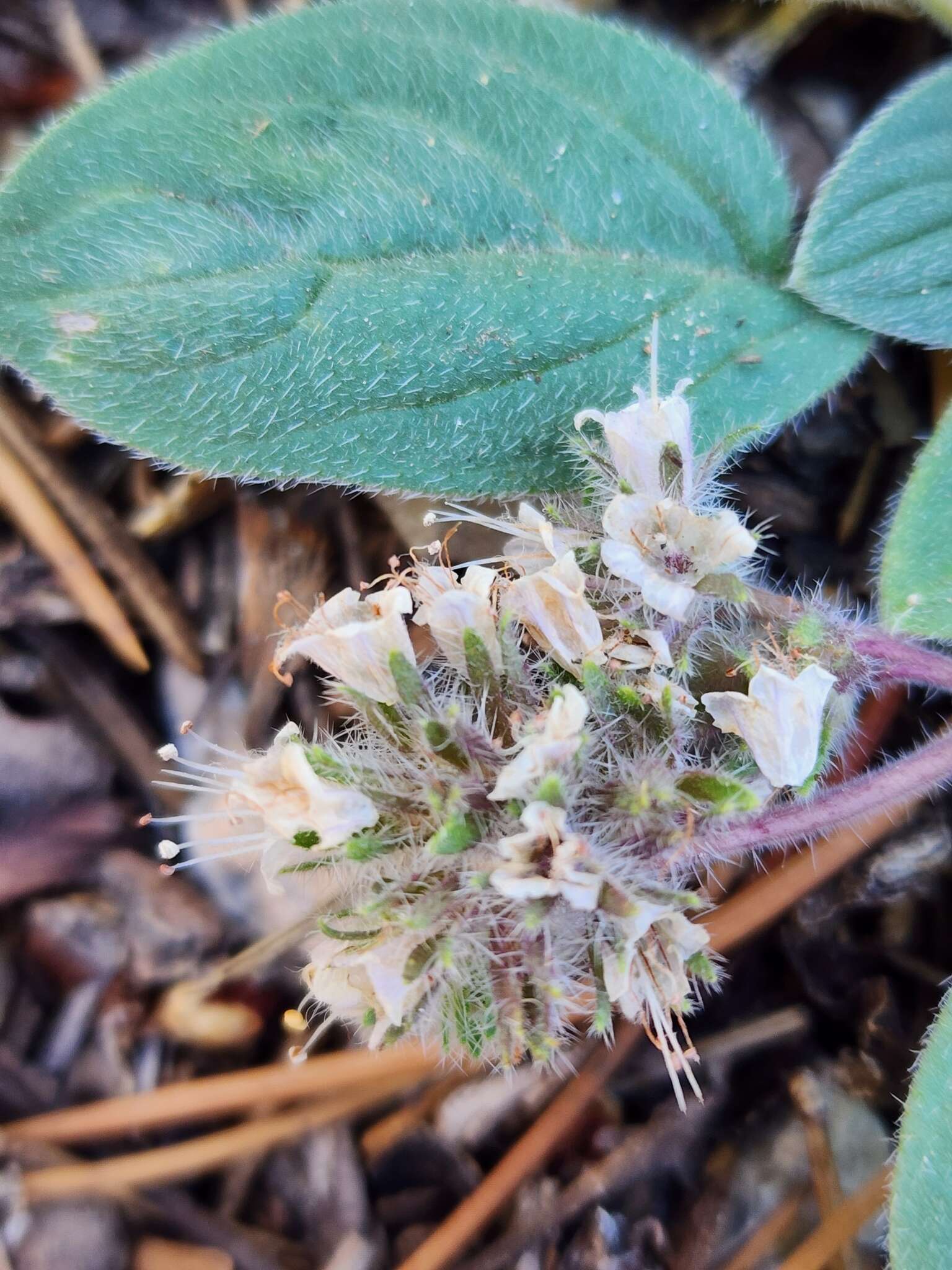 Image of Charleston phacelia