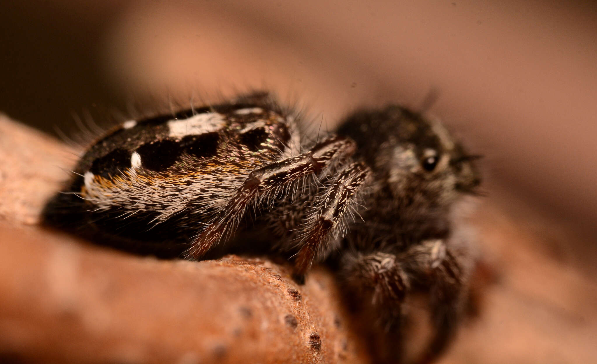 Image of Phidippus insignarius C. L. Koch 1846