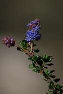 Image of Vine Hill ceanothus