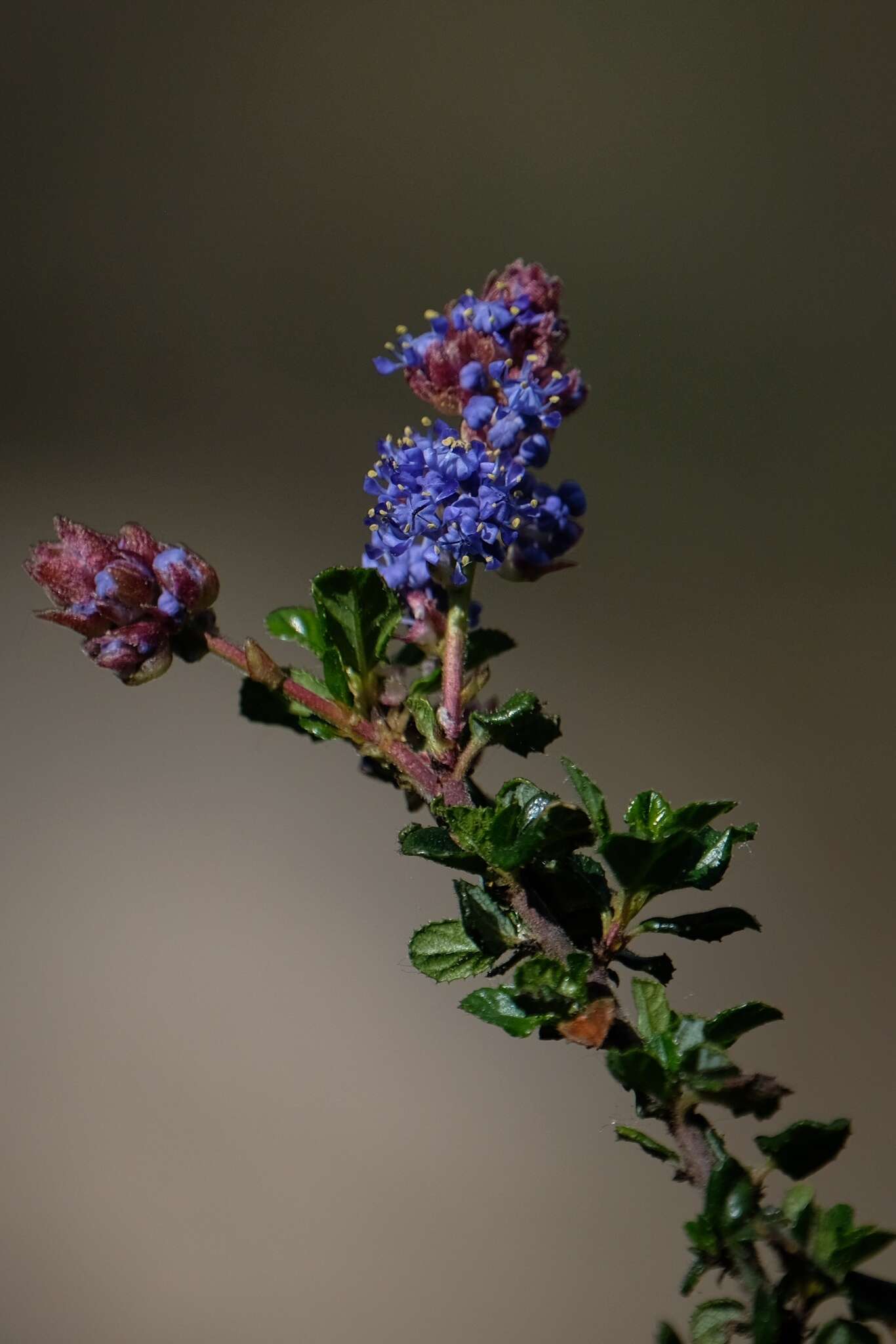 Image of Vine Hill ceanothus