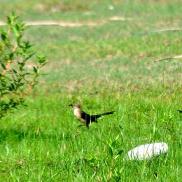 Image of Nicaraguan Grackle