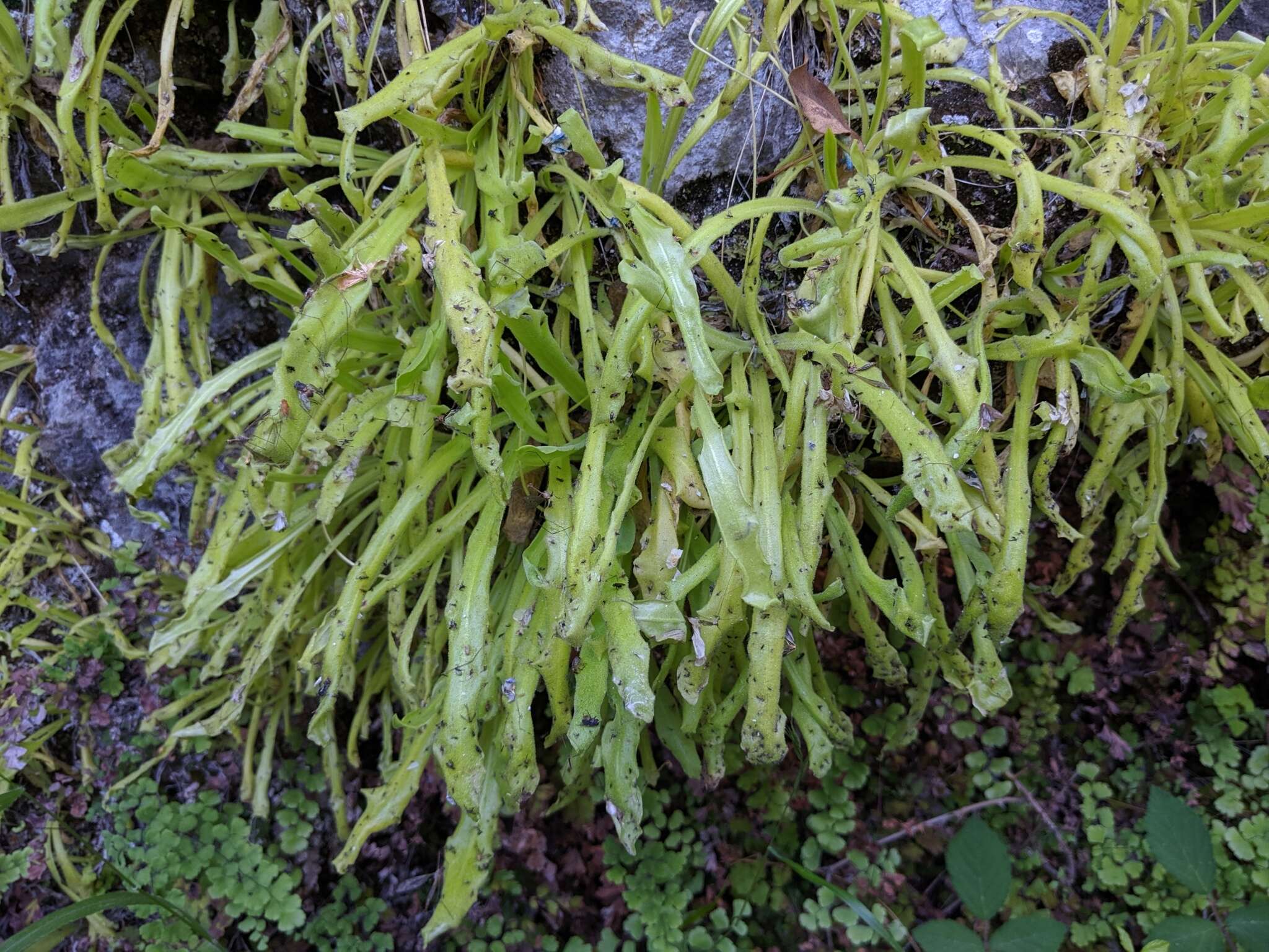 Image of Pinguicula longifolia DC.