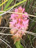 Image of Satyrium hallackii Bolus