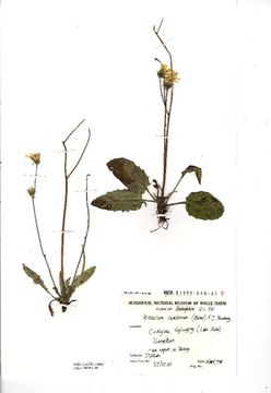 Image of <i>Hieracium agg</i>