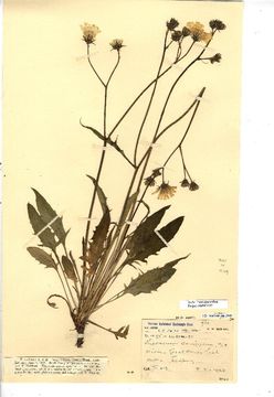 Image of <i>Hieracium agg</i>