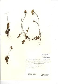 Image of <i>Hieracium agg</i>