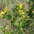 Image of Crotalaria tanety Du Puy, Labat & H. E. Ireland
