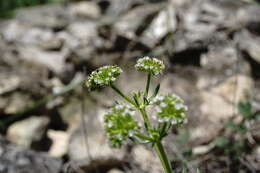 Image of Valerianella uncinata (Bieb.) Dufresne