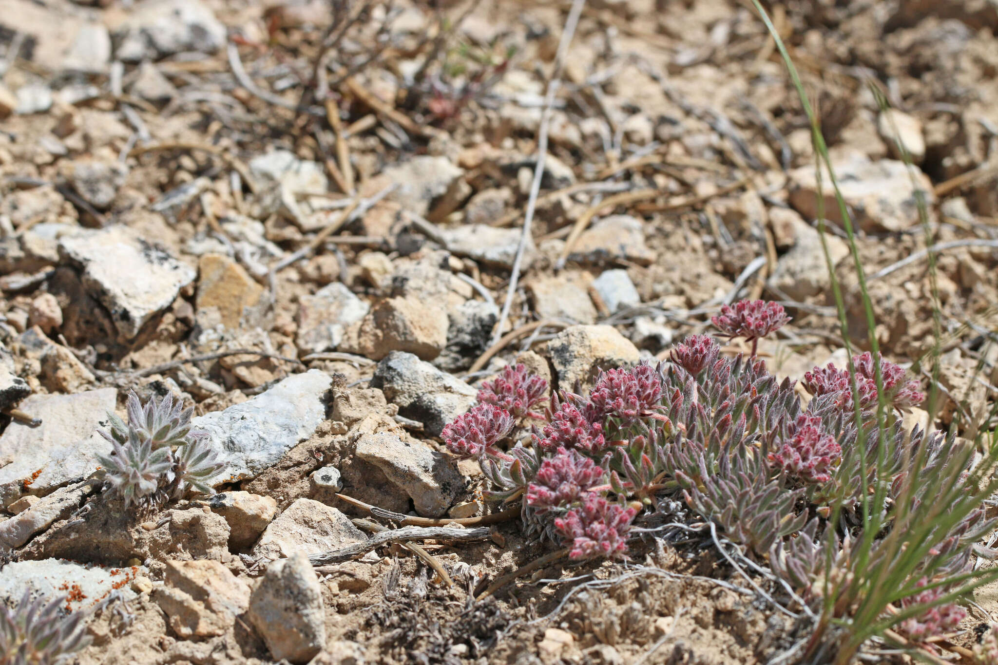 Image of gray buckwheat