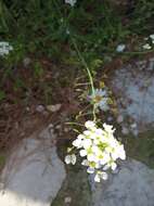 Image of Capsella grandiflora (Fauché & Chaub.) Boiss.