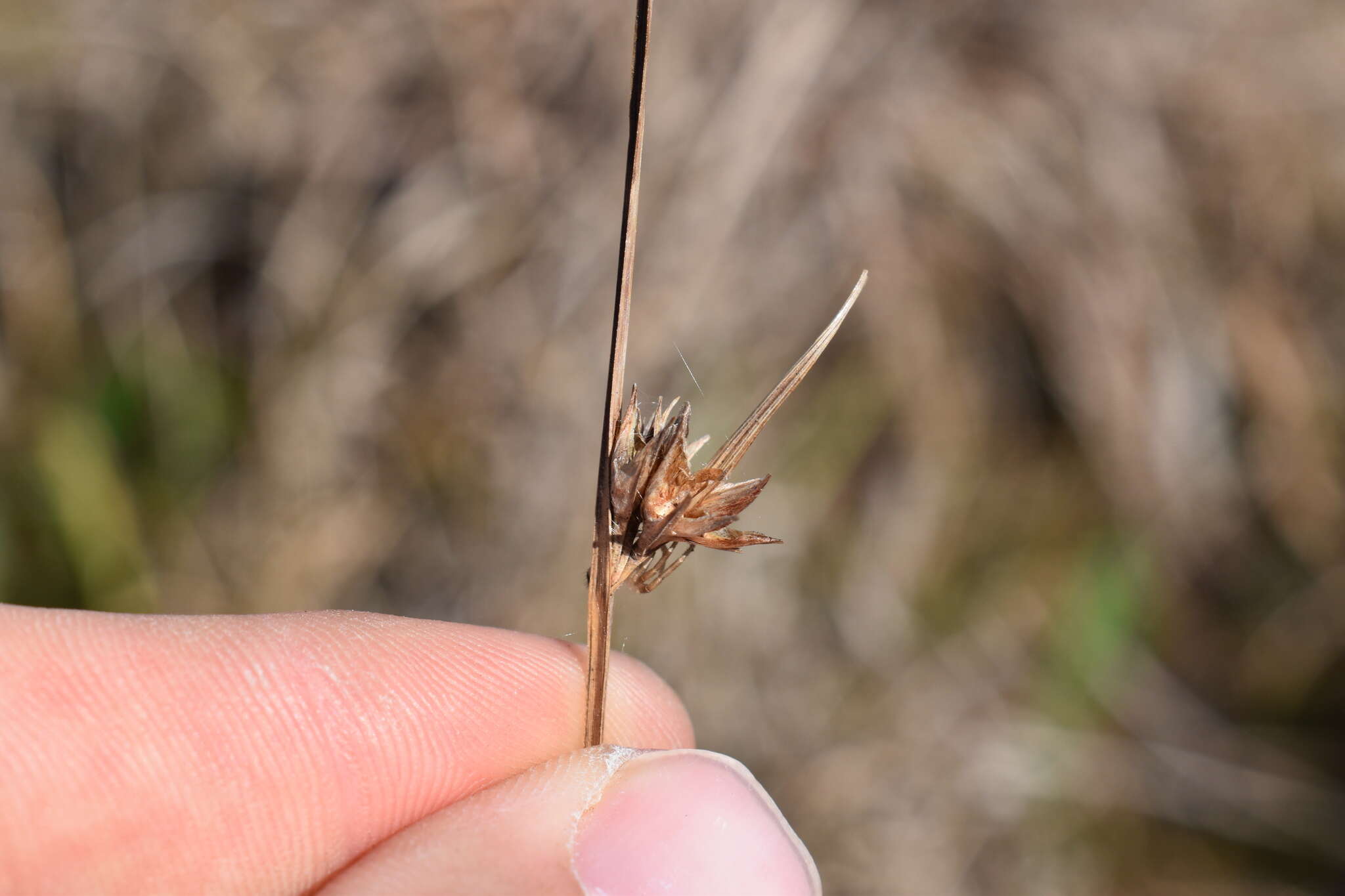 Image of Baldwin's Nut-Rush