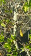 Plancia ëd Xanthocercis madagascariensis Baill.