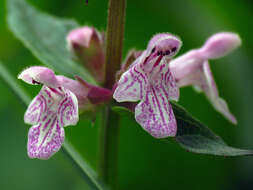 Stachys latidens Small resmi