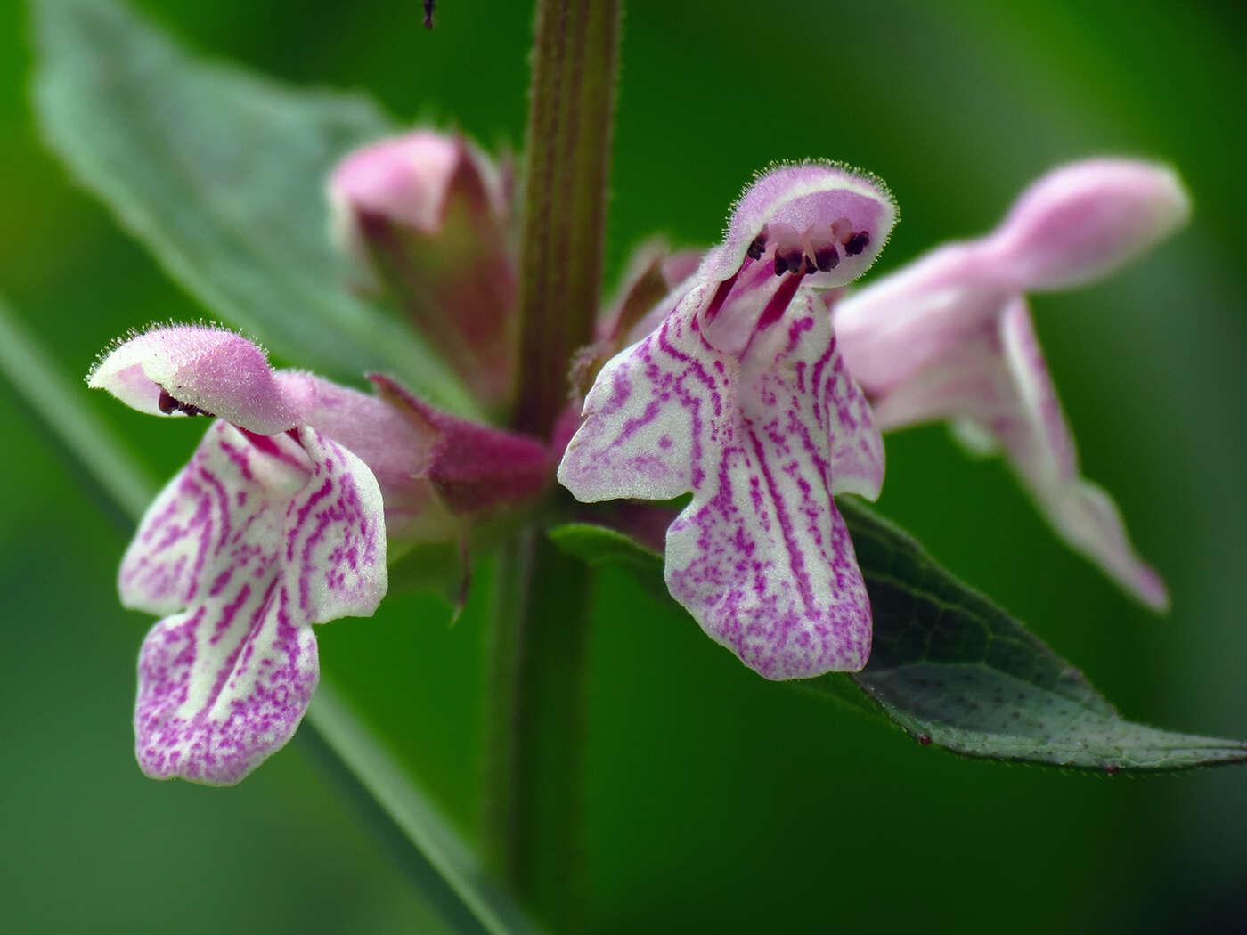 Stachys latidens Small resmi