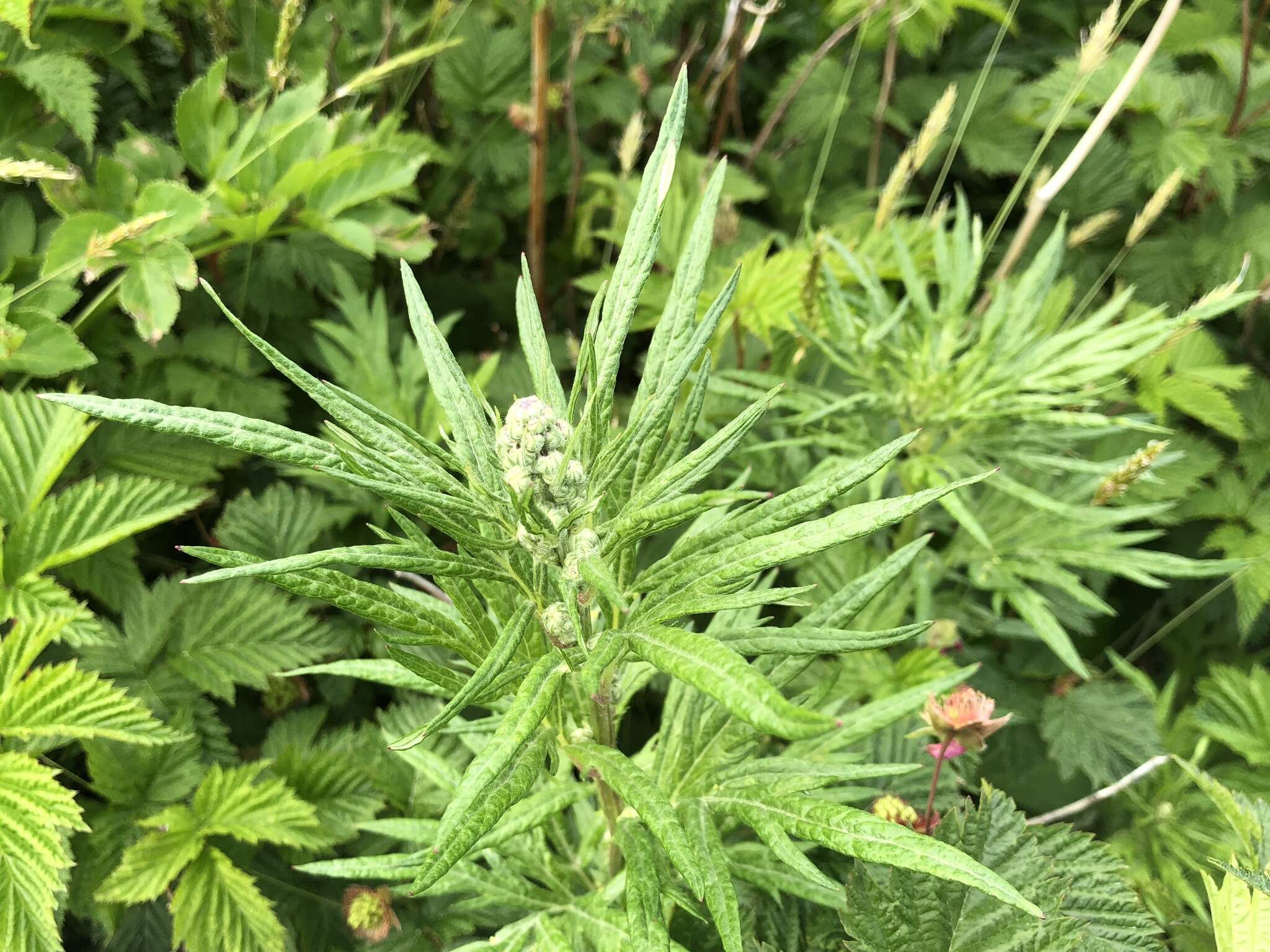 Artemisia tilesii Ledeb. resmi